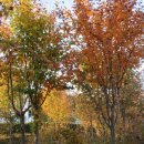 단풍나무 농장 이미지