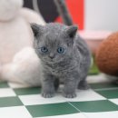 원벨리캣 이미지