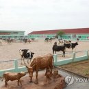 젖소목장 이미지