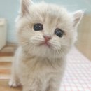 대전고양이분양 루나캣 | 대전세종고양이분양 루나캣 방문 후기, 집사가 웃으며 계약한 이유