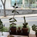 유니의정원 - 부여군 반교서로 60-35 | 경주 유니정원 후기｜불국사 근처 화과자 감성카페 추천