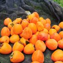 현천농장 이미지