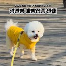 다솜동물병원 | 2026년 은평구 광견병 예방접종｜일정·비용·참여 동물병원 정리