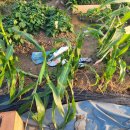 으래농장 이미지