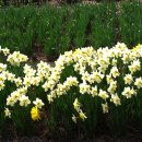 아리랜드 이미지