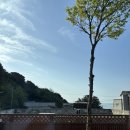 울릉푸른나무 이미지