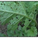 덕일농장 이미지