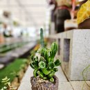 화원농장2 | 경기도 일산 고양 아이와 가볼만한곳 실내수영장 있는 미스터허브식물공방