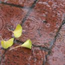 솔잎이슬 이미지