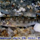 어류도감 이미지