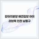 아이러브 애견 네이버블로그