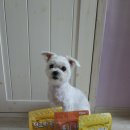 리앤폴 | 강아지망고 간식 추천, 무염 무방부제 저알러지 황태간식 리앤폴