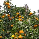 자연 농법으로 재배한 감귤. 판매 합니다 이미지