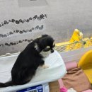 초코퍼피 애견미용실 이미지