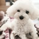 멍멍토리 이미지