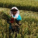 보물섬마늘나라 이미지