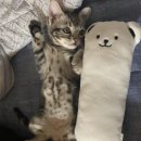 라온펫동물병원 | 고양이 중성화수술 주의사항 &amp; 잠실 라온펫동물병원 후기!