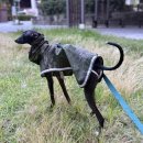 구루구루 | 강아지우비 구루구루 숨숨 레인코트 강아지비옷 산책 후기