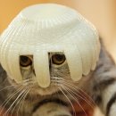 스파르타 이미지