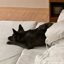 그린앤블루호텔 | [완도] 전라남도 완도여행 반려견 동반가능 숙소 ‘루미아호텔앤리조트’ 블루동 펫룸 후기