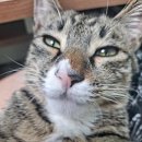 못난이 PC방 이미지