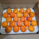 달콤달달 | 씨 없이 쏙쏙 먹는 달콤한 청도반시 달달하지 후기