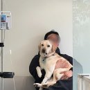 오복동물치과병원 이미지