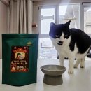 살구펫 | 고양이 혈뇨 걱정 끝! 쾌뇨펫 참치맛 영양제 첫 급여 후기