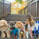 애견호텔 이미지