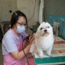 용인센트럴동물병원 이미지