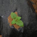 남중농장 이미지