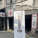 청춘 고양이 카페 | 홍대 청춘고양이카페: 앉아있으면 고양이가 무릎에 올라와요
