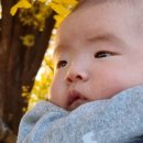 반계1리마을회관 | 2024 원주 반계리 은행나무 절정시기 단풍 명소 갈만한곳