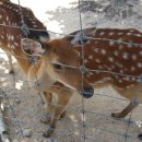 동산사슴목장 이미지