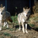 늑대와 여우 이미지