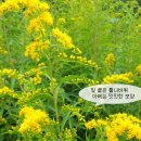 해바라기화원 이미지