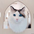 그루밍캣 압구정점 이미지