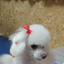 38점5도씨 이미지