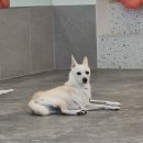 갈매독 애견유치원 이미지