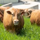 양돈 농장 | 호르무즈 해협 리스크에 따른 사료 원가 구조 붕괴 및 양돈 농가 대응 매뉴얼?