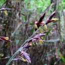 대나무에도 꽃이 핀다 이미지