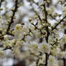 평화동017 이미지