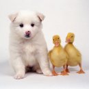 귀여운 강아지 이미지