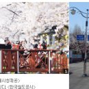 경남 진해, 군항제 - 기차 타고 떠나는 진해 벚꽃여행 (NAVER 아름다운 한국) 이미지