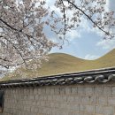 경주 벚꽃 포토존 명소 /대릉원 돌담길, 보문호수, 힐튼호텔 후기