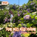 41190-01-07-263 | "1500평 정원에 심어진 수국 볼까?" 거제 포토존 카페 바람의 언덕