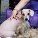 미용하개 이미지