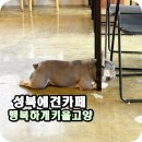행복하개키울고양 이미지