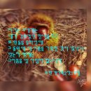 웰빙만나식당 Daum카페