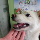 소망켄넬 이미지